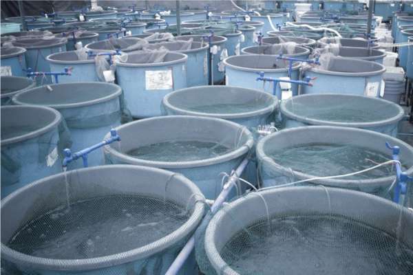 Fish Tank Farm